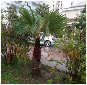 Palme na meti vandala